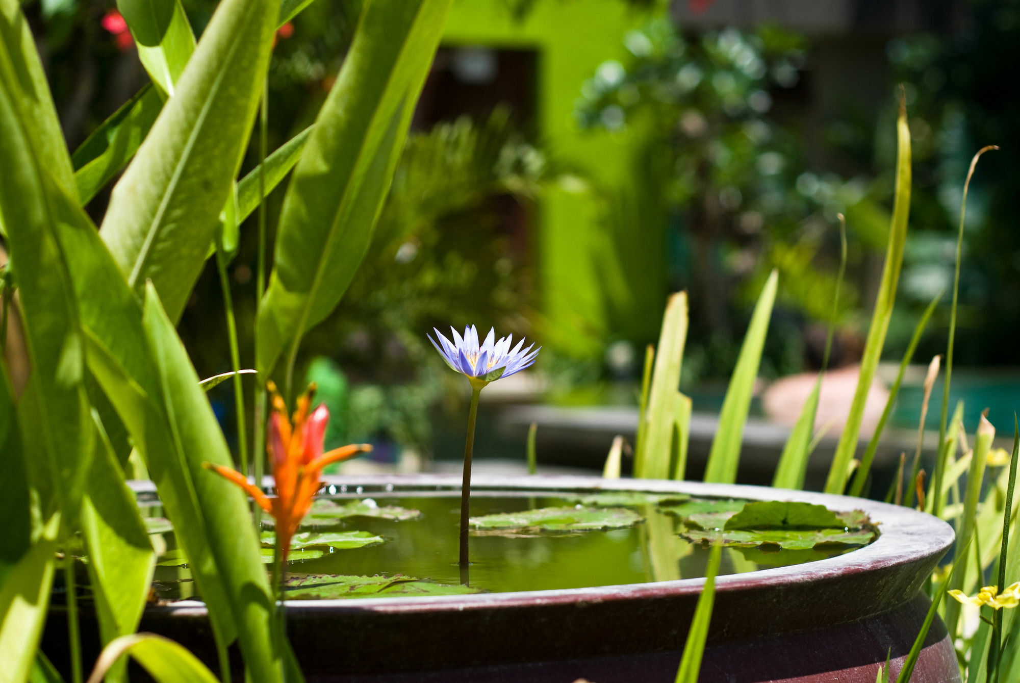 Cicada Luxury Townhouses Seminyak Dış mekan fotoğraf